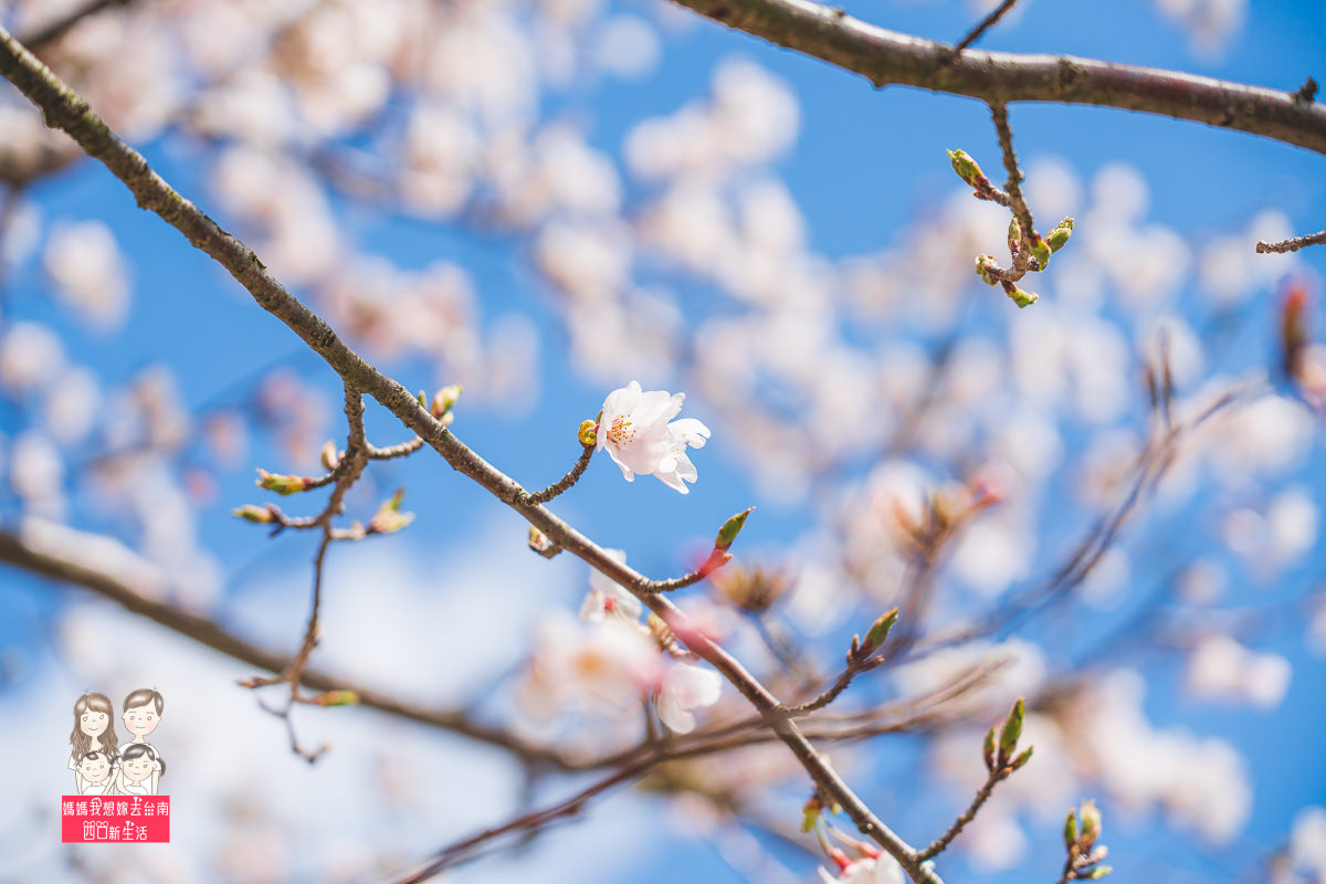 日本旅遊 來日本看櫻花囉 一整排美麗的櫻花 就像在畫中 琵琶湖畔賞櫻名所 海津大崎 媽媽我想嫁去台南 四口新生活